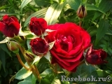 Red Abundance Red Abundance