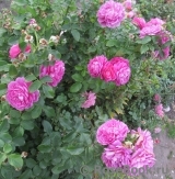 Princess Anne Princess Anne