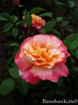 Augusta Luise Augusta Luise