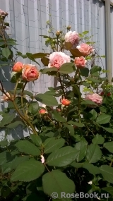 A Shropshire Lad A Shropshire Lad