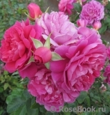 Princess Anne Princess Anne