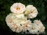 Lions Rose Lions Rose