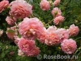 Jubilee Celebration® Jubilee Celebration®