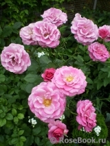 Violette Parfumee Gpt ® Violette Parfumee Gpt ®