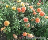 Lady of Shalott Lady of Shalott