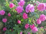 Princess Anne Princess Anne