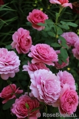 Princess Alexandra of Kent Princess Alexandra of Kent