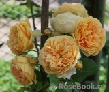 Crown Princess Margareta® Crown Princess Margareta®