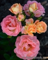 Peach Drift ® Peach Drift ®