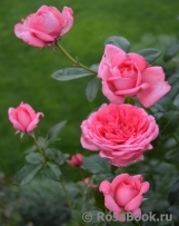 La Rose de Molinard ® La Rose de Molinard ®