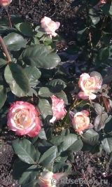 Belle Perle Belle Perle