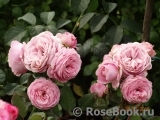Rosengräfin Marie Henriette Rosengräfin Marie Henriette