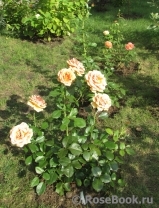 Ashram Ashram