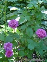 Heidi Klum Rose Heidi Klum Rose