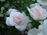 Aspirin Rose Aspirin Rose