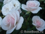 Aspirin Rose Aspirin Rose