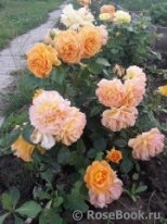 Goldelse Goldelse