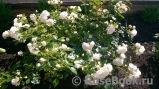 Aspirin Rose Aspirin Rose