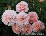 Sangerhauser Jubilaumsrose Sangerhauser Jubilaumsrose