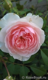 The Wedgwood Rose The Wedgwood Rose