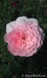 The Wedgwood Rose The Wedgwood Rose