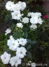 Schneewittchen Schneewittchen