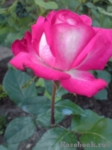 Rose Gaujard Rose Gaujard