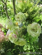 Lovely Green ® Lovely Green ®