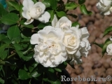 White Meidiland White Meidiland