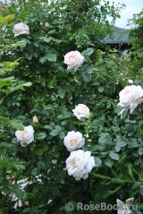 White Gold White Gold