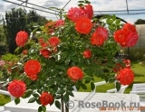 Starlet®-Rose Carmen® Starlet®-Rose Carmen®
