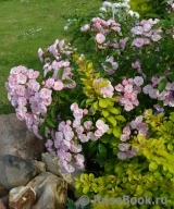 Heavenly Pink Heavenly Pink