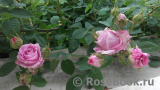 Rose de Montmeillant Rose de Montmeillant