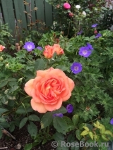 Lady of Shalott Lady of Shalott