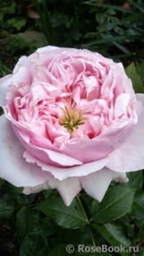 Rosalind Rosalind