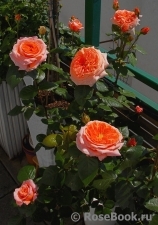 Amour de Molene Amour de Molene