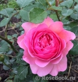 Princess Alexandra of Kent Princess Alexandra of Kent