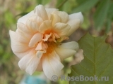 Perle d'Or Perle d'Or