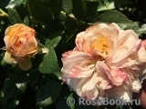 Garden of Roses Garden of Roses