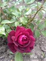 Burgundy Ice Burgundy Ice