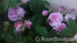 Rose de Montmeillant Rose de Montmeillant