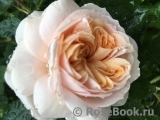 Garden of Roses Garden of Roses