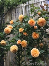 Crown Princess Margareta® Crown Princess Margareta®