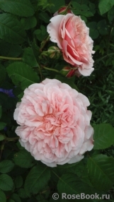 Rose de Tolbiac ® Rose de Tolbiac ®