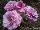Shocking Blue Shocking Blue