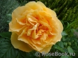 Bernstein-Rose Bernstein-Rose