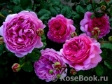 Princess Alexandra of Kent Princess Alexandra of Kent