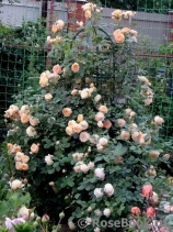 Crown Princess Margareta® Crown Princess Margareta®