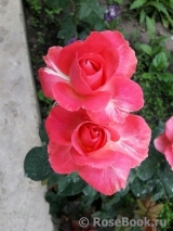 Comtesse de Provence®
