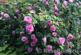 Centifolia Centifolia